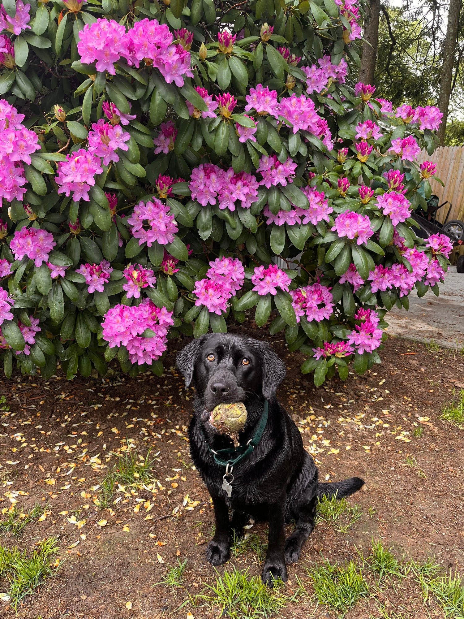 Greeting cards, wedding invitations